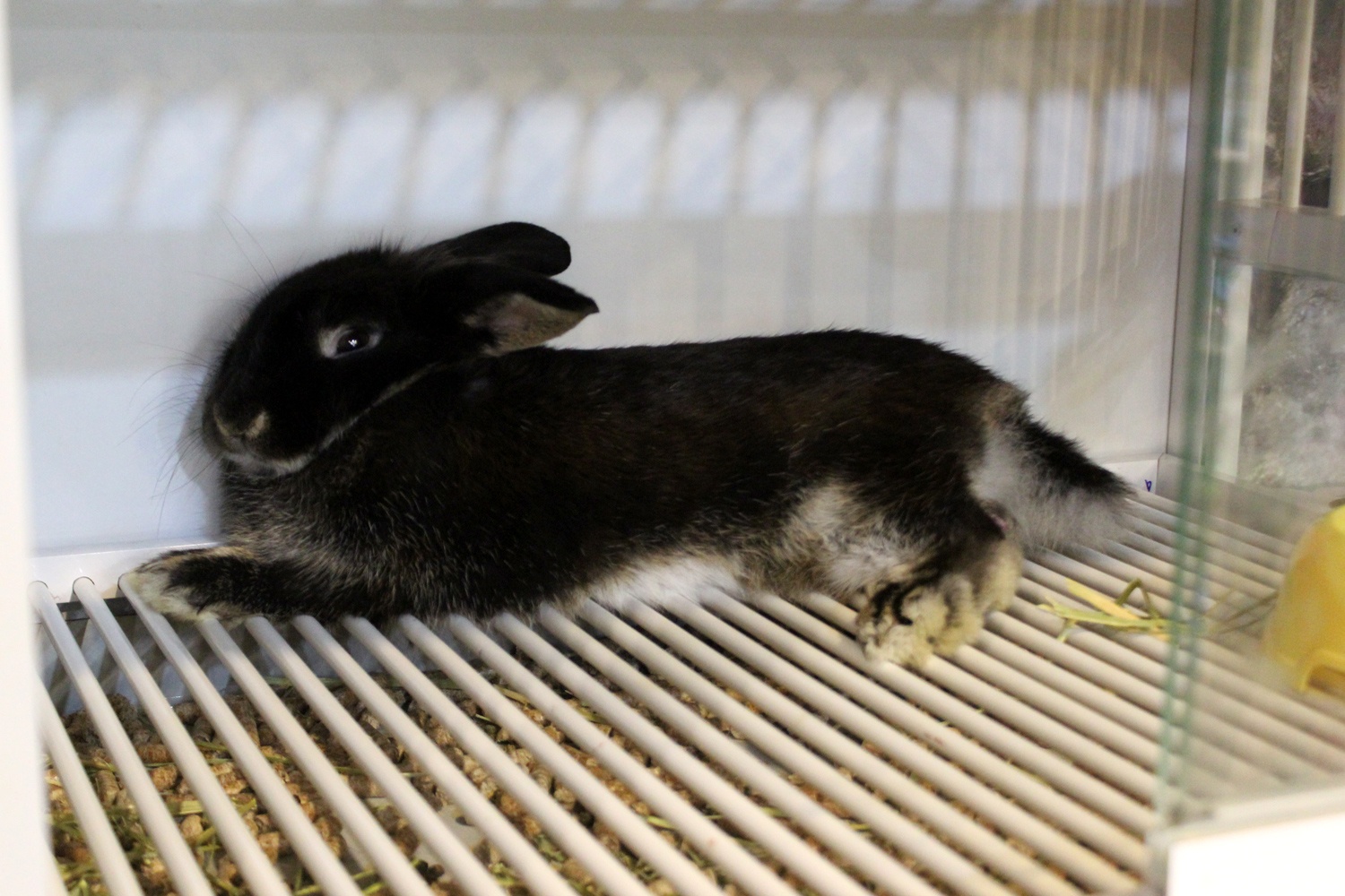 Kinh doanh ca phe thu cung o Sai Gon lo mat von hinh anh