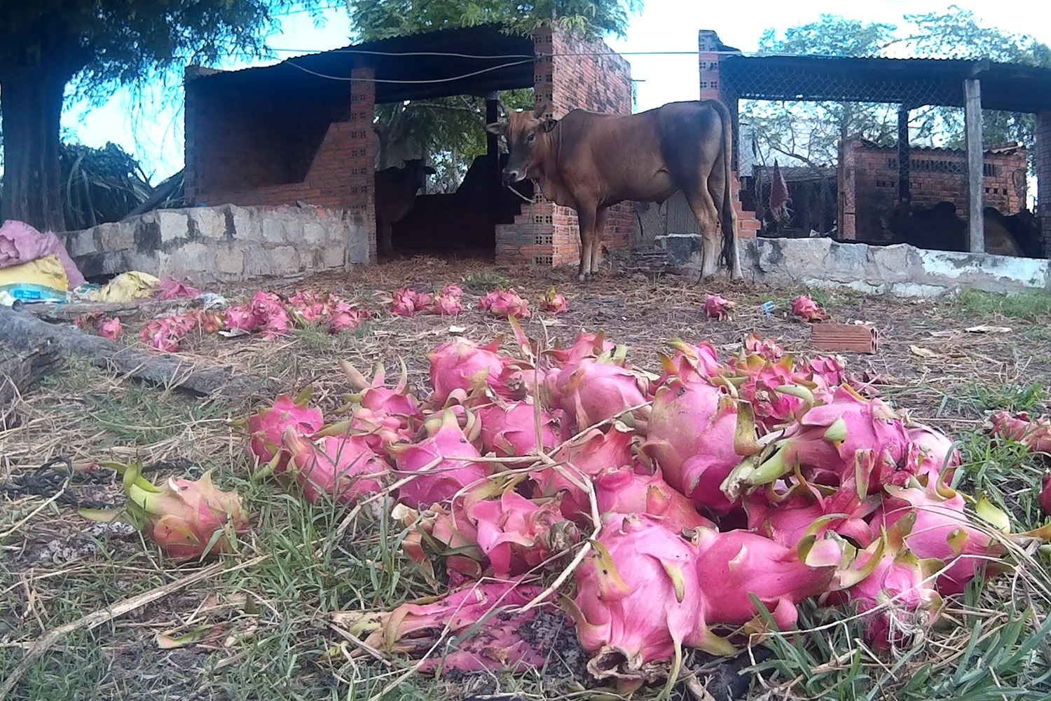 Thanh long rot gia, nong dan Binh Thuan do cho bo an hinh anh