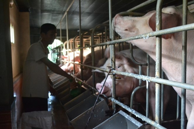 Da Nang: Doc dao nuoi heo bang may lanh hinh anh