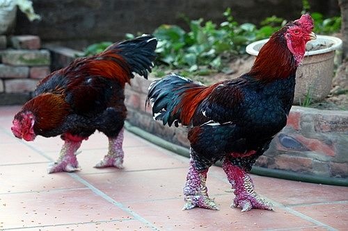 Thuong lai TQ do xo mua ga tien vua: Mung it, lo nhieu hinh anh