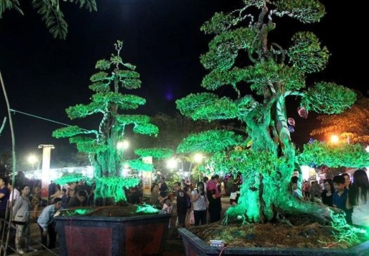 Chu cap khe 300 tuoi rao ban vuon kieng gia 170 ty dong hinh anh