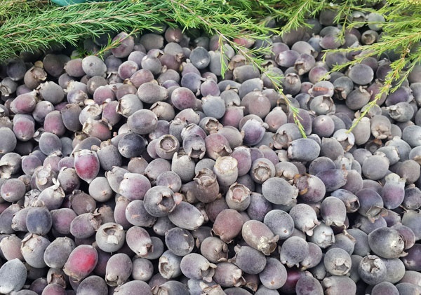 Hai sim rung cho thu nhap 300.000 dong mot ngay hinh anh