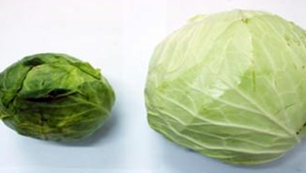 Phan biet bap cai Trung Quoc lap lo nguon goc Da Lat, Sa Pa hinh anh