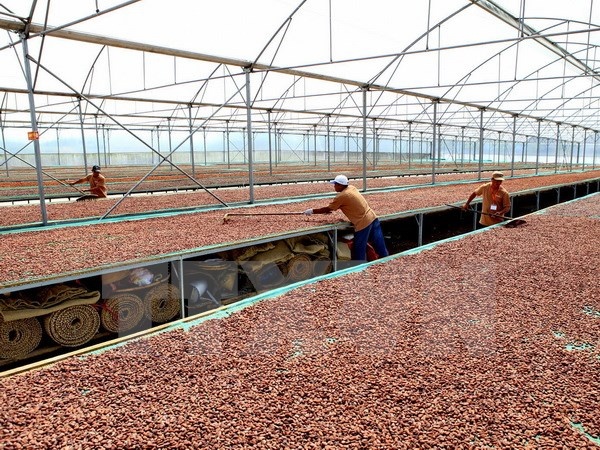 Dong Nai lien ket voi Nhat Ban san xuat chocolate xuat khau hinh anh