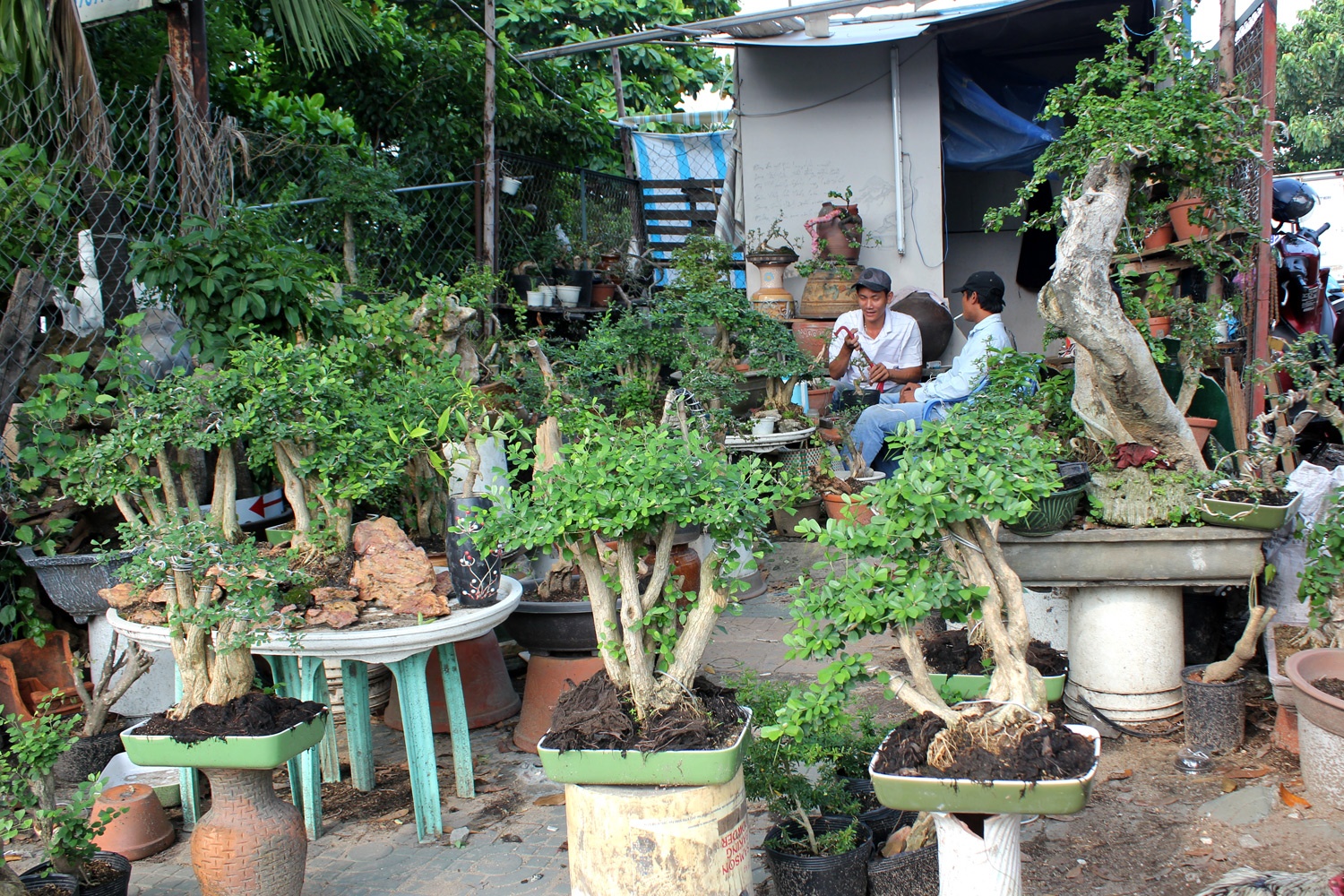 Cay kieng o Sai Gon: Doi ca ty dong, ban vai chuc trieu hinh anh