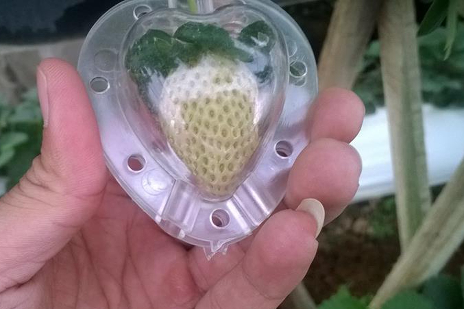 25.000 dong mot khuon tao hinh la cho trai cay hinh anh