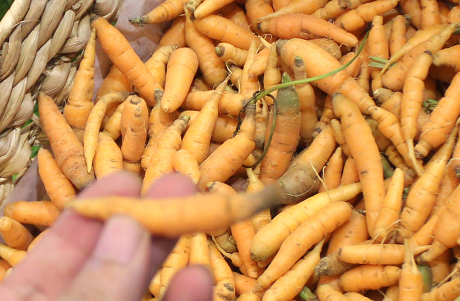 Ba noi tro lung mua nong san mini Da Lat hinh anh