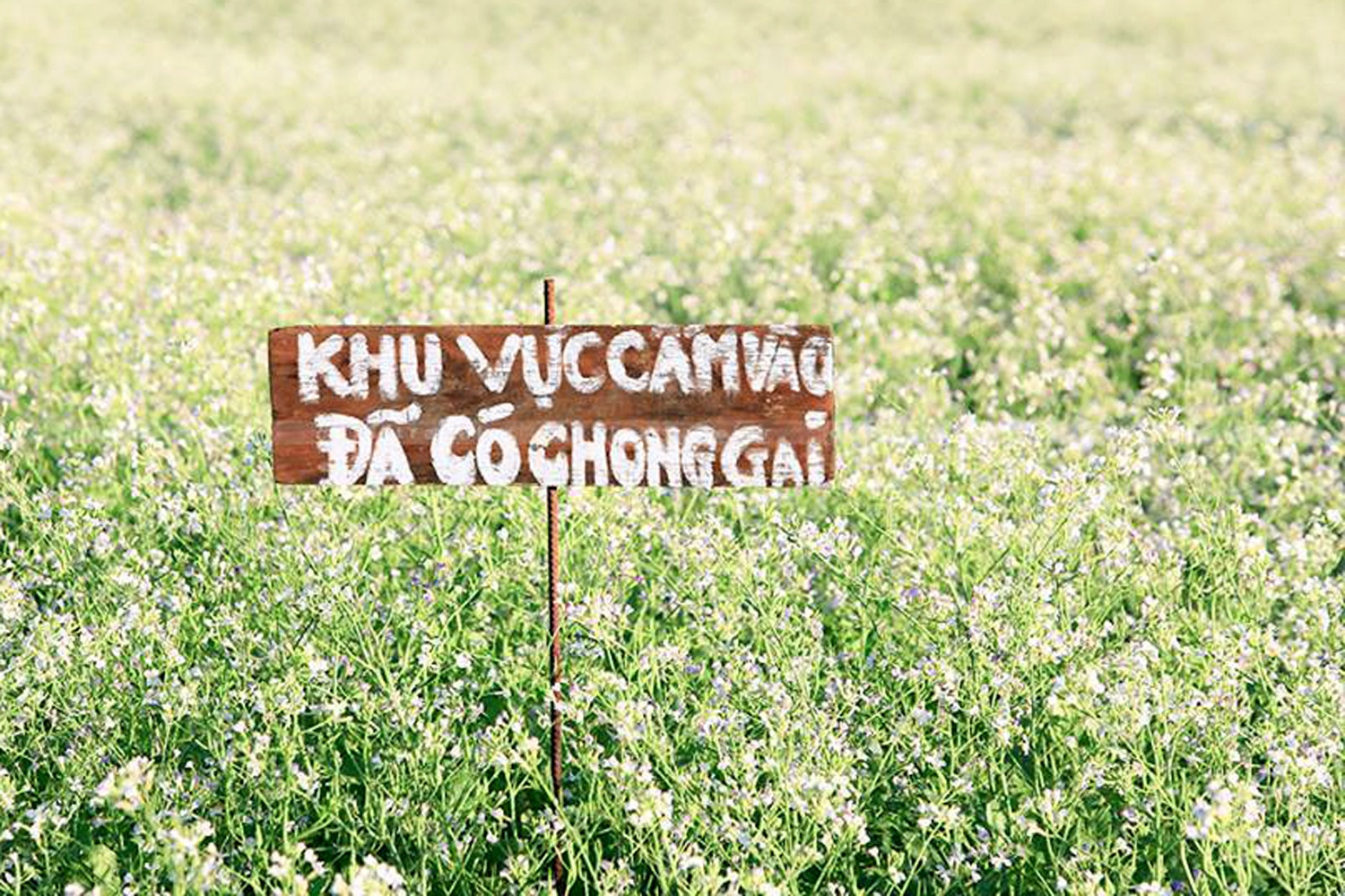 Khach do ve Da Lat, nong dan bo viec canh vuon hinh anh