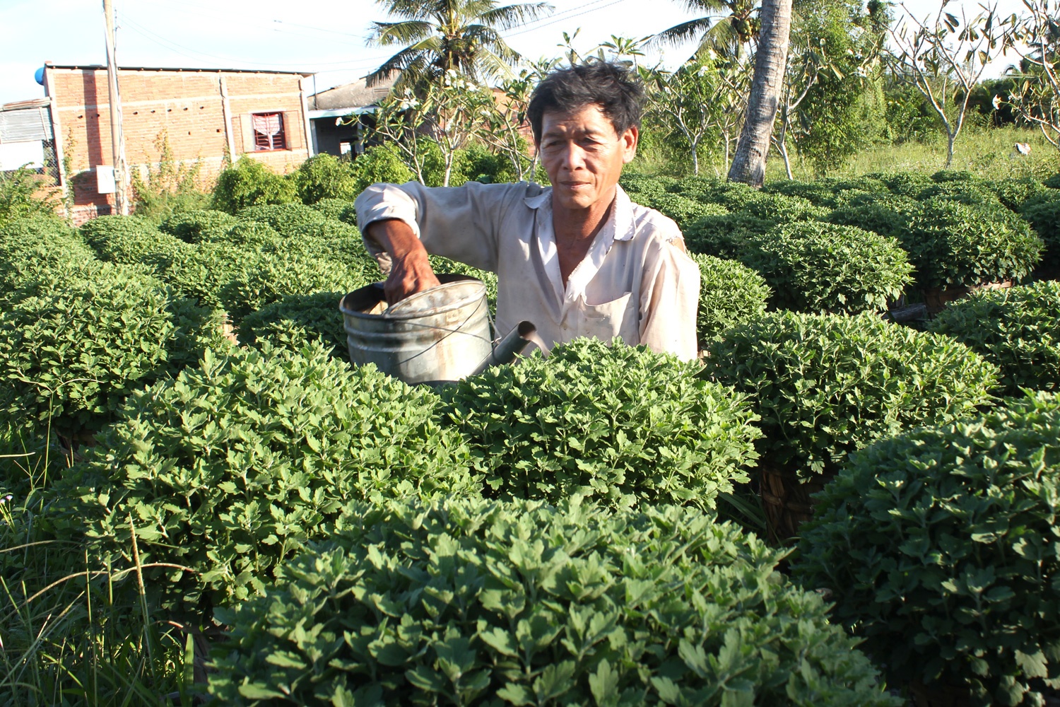 Hoa Tet mien Tay duoc mua lai lo mat gia hinh anh