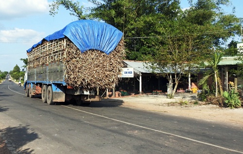 Bi ep gia, nong dan 'ghim' mia tren dong hinh anh