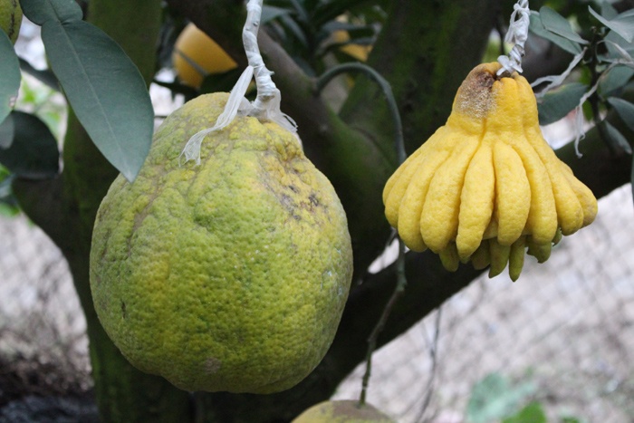 Buoi lai phat thu: Cay tram qua cho khach choi Tet hinh anh