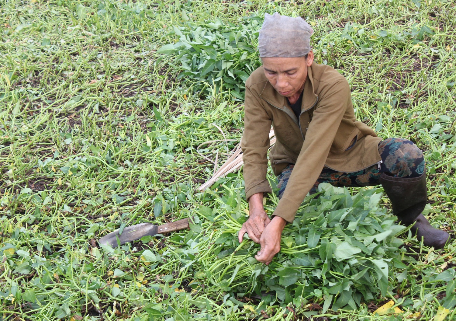 Rau muong Cu Chi doi cho gia rot tham hinh anh