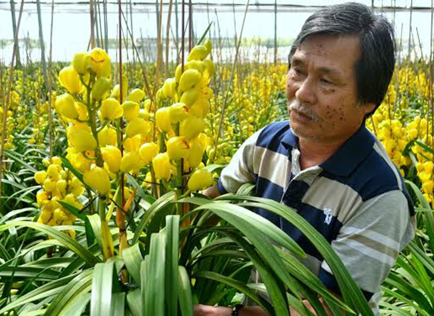 Dia lan SJC, New Zealand choi Tet o Da Lat hinh anh