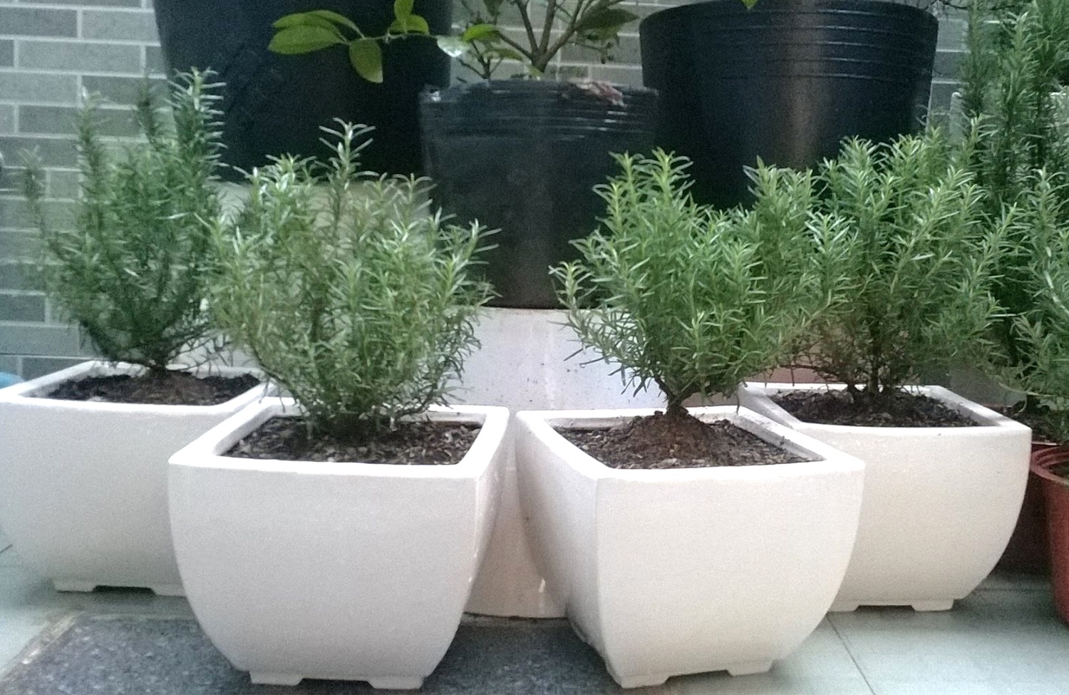 Hoa kieng la Sai Gon, mien Tay chua ra cho Tet da het hang hinh anh