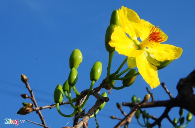 Mai mien Tay rot gia khi vua cap ben Sai Gon hinh anh