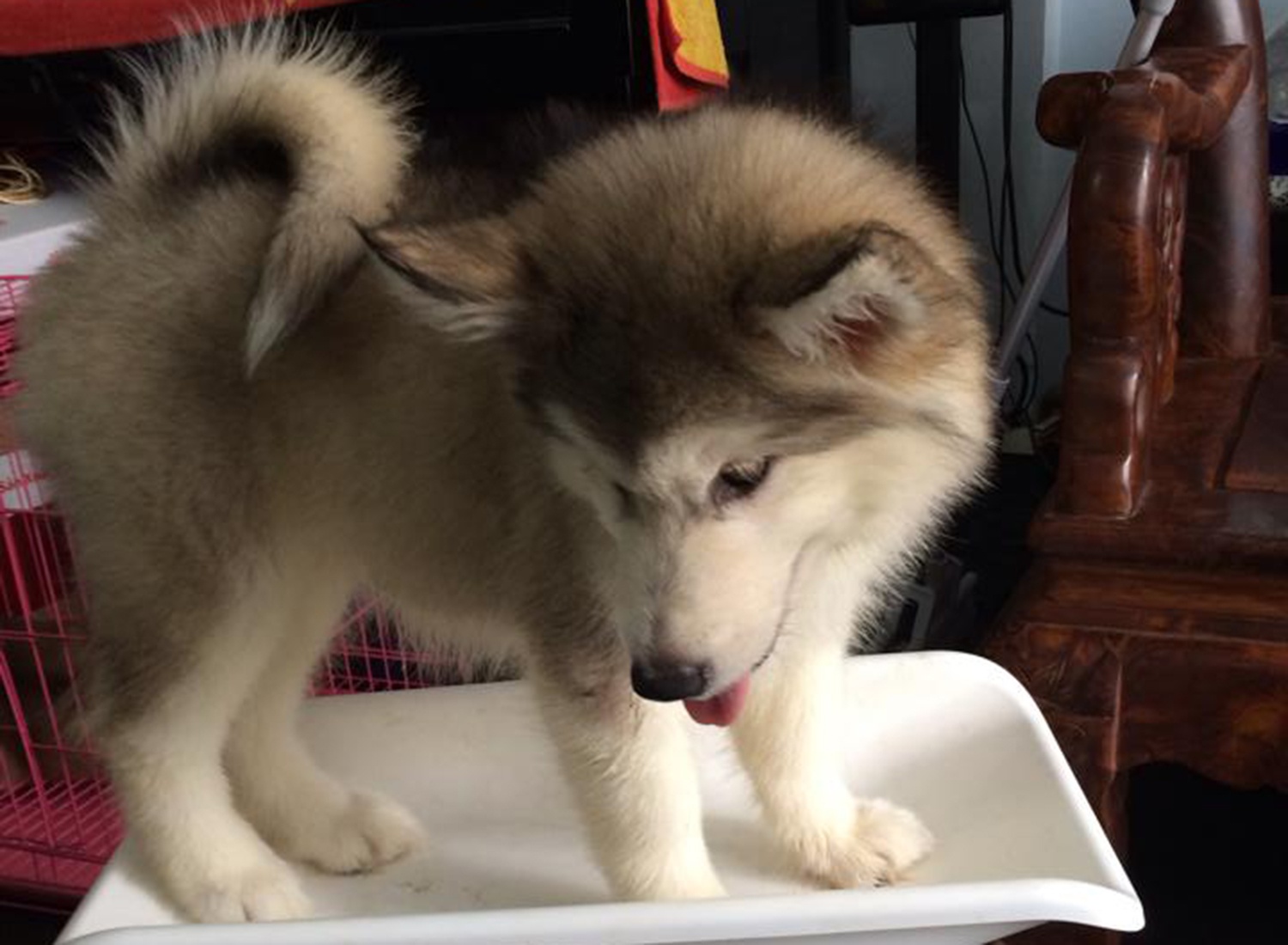 Thuan chung sieu khuyen nghin do o Viet Nam hinh anh