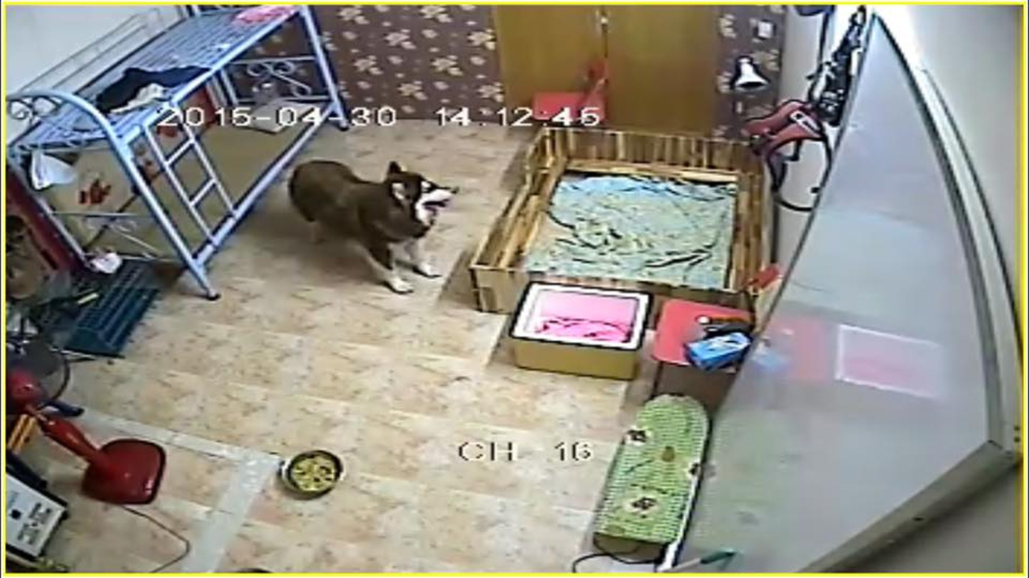 Thuần chủng siêu khuyển nghìn đô ảnh 1 Thuan chung sieu khuyen nghin do anh 1