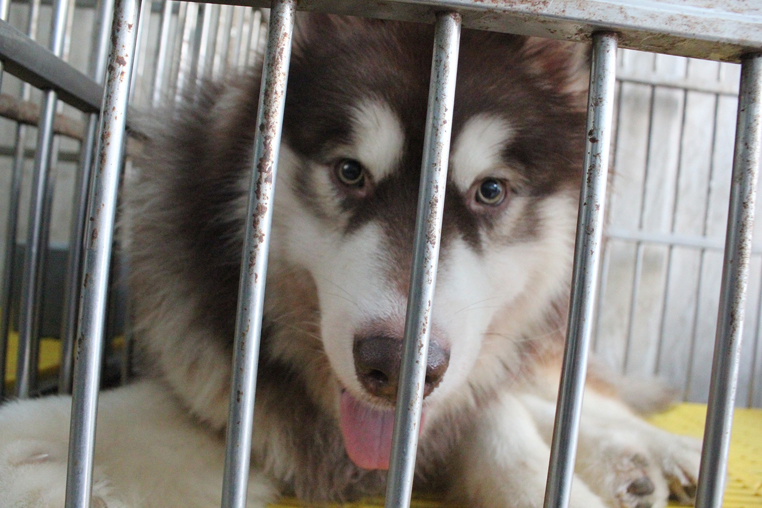 Loan gia sieu khuyen ngoai o Sai Gon hinh anh