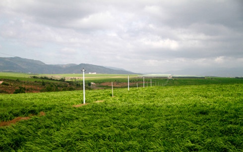 Moi lo tu nhung du an chan nuoi nghin ty o Tay Nguyen hinh anh