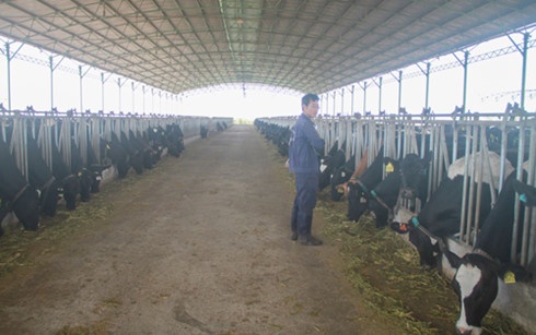 du an dau tu,  chan nuoi bo,  cam ket,  loi nhuan anh 1