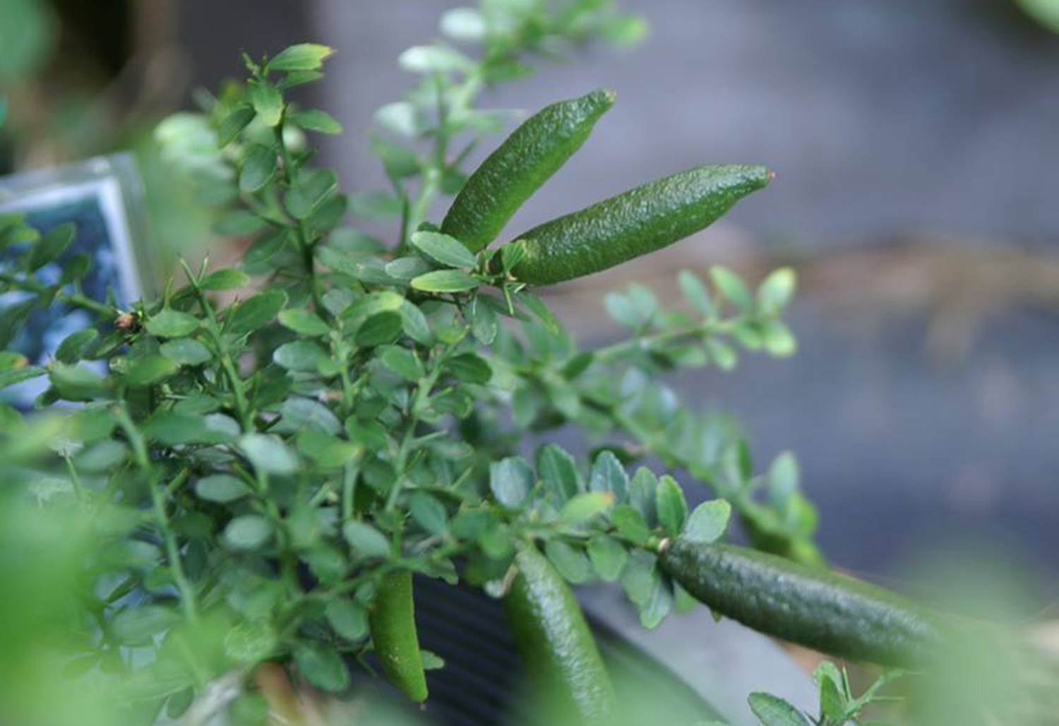 giong cay la,  chanh ngon tay, phuc bon tu, Sai Gon,  TP HCM anh 1