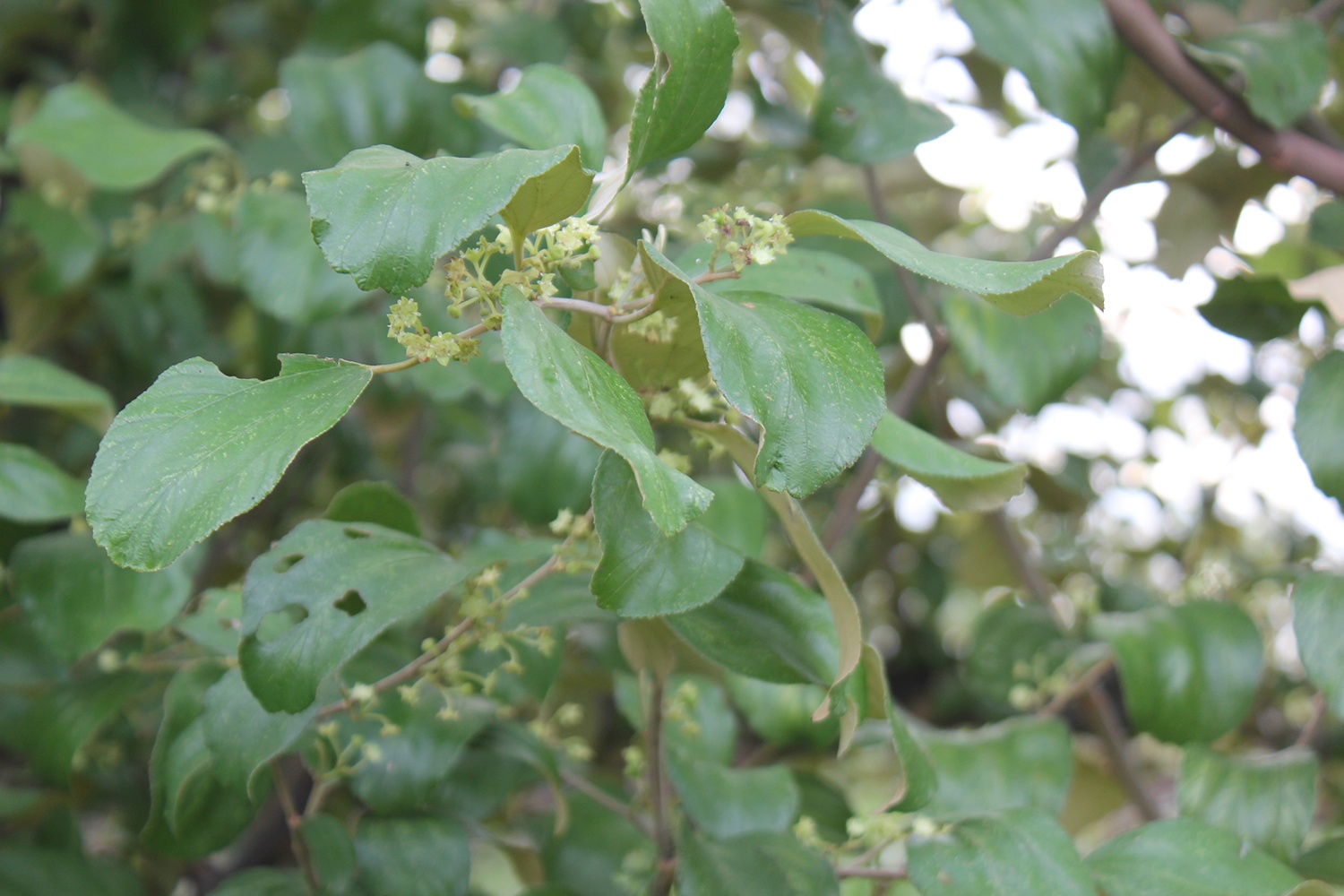 tao Ninh Thuan mat mua anh 1