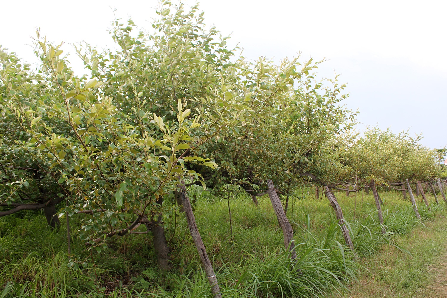 Tao Ninh Thuan mat mua, nong dan chuyen sang trong nho hinh anh