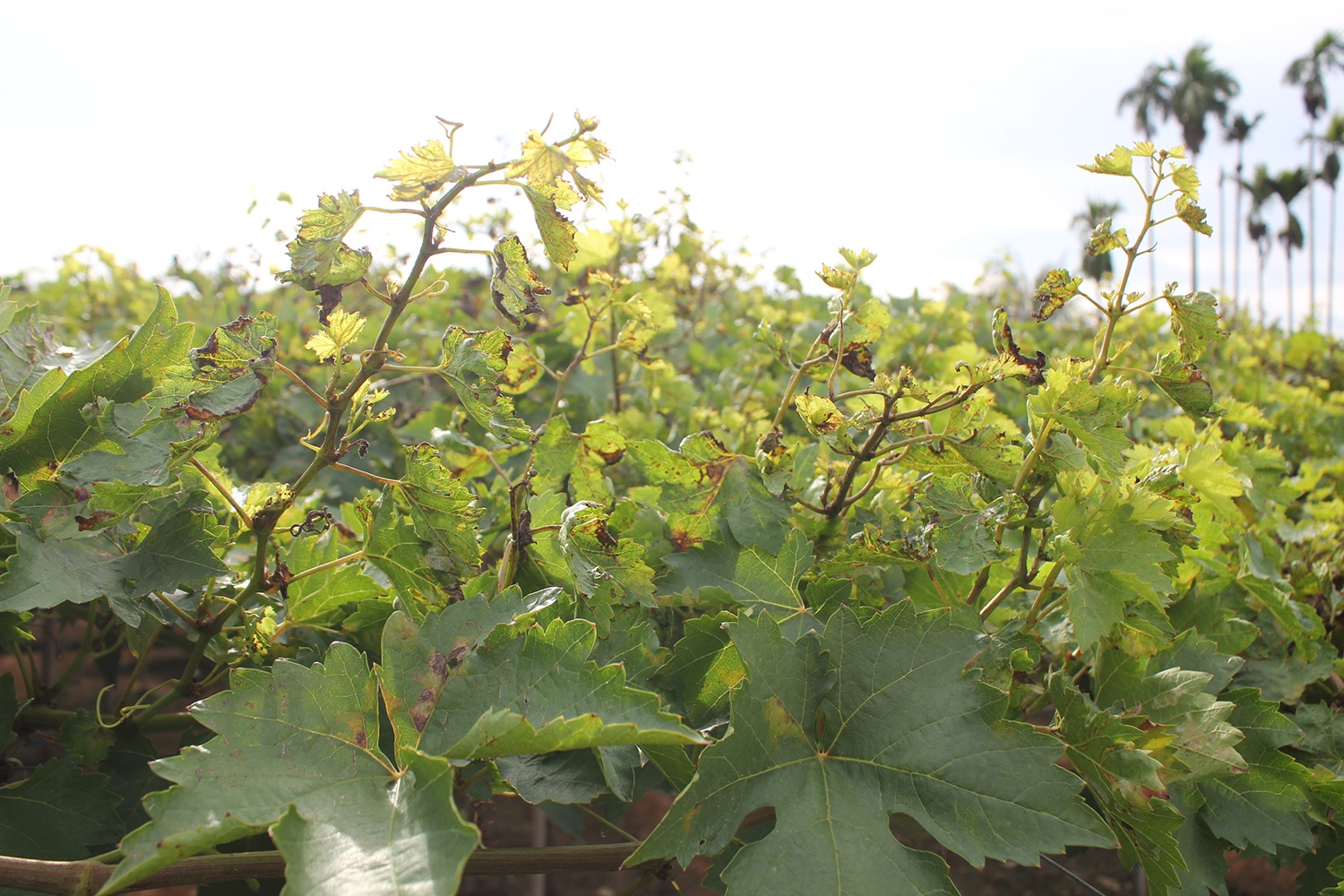 nho, Ninh Thuận, nông dân, Trung Quốc, nho xanh ảnh 2 nho, Ninh Thuan, nong dan, Trung Quoc, nho xanh anh 2