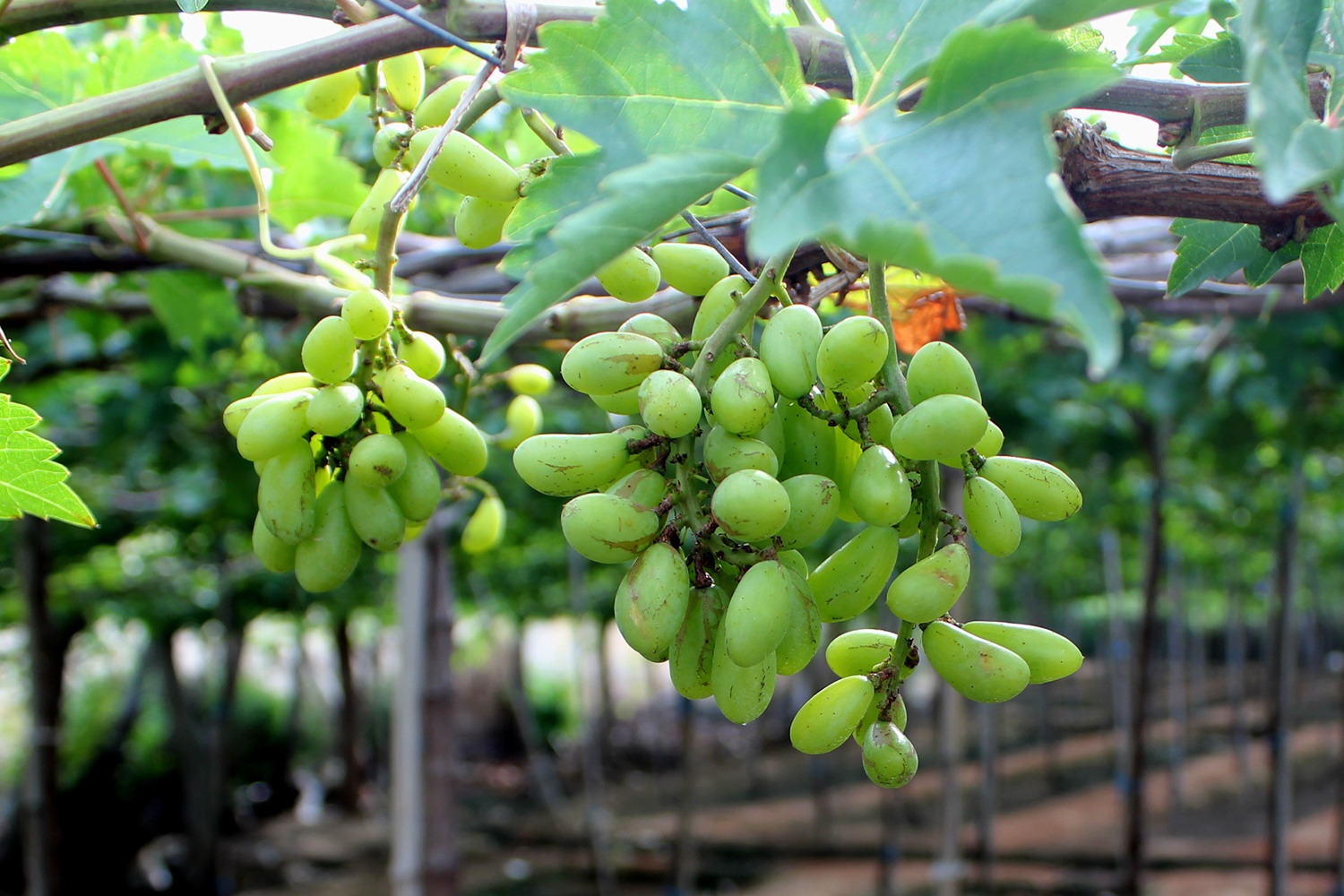 Nho Ninh Thuan chat vat canh tranh nho Trung Quoc hinh anh