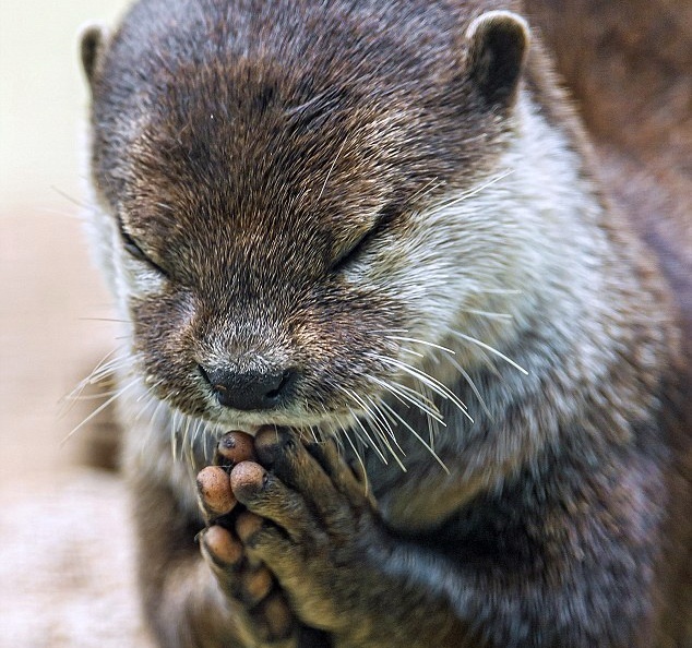 Tin nguong tho rai ca o Nam Bo xuat phat cuoc bon dao cua Nguyen Anh? hinh anh