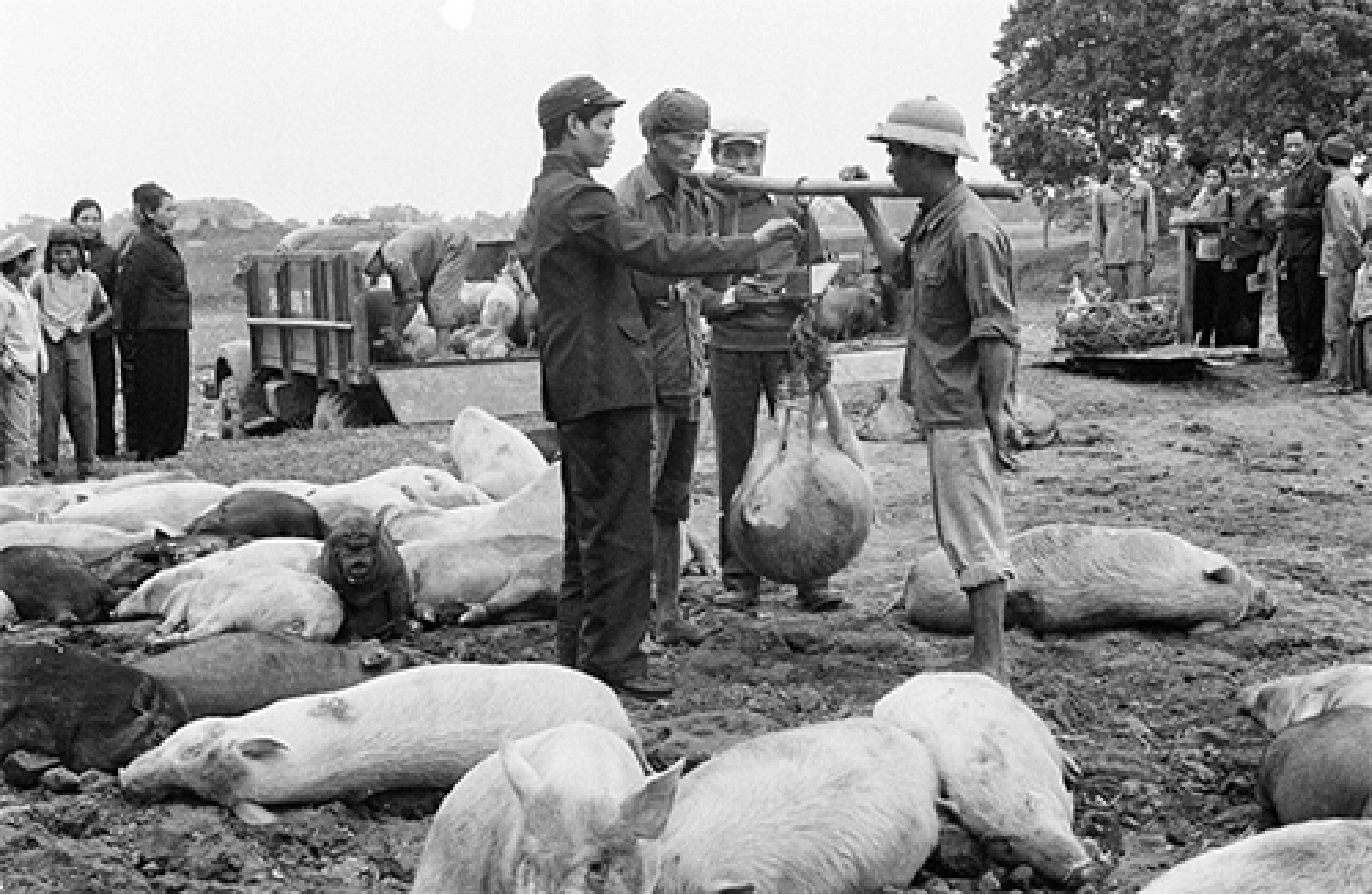 Mo lon phai co giay phep va chuyen dung lon Tet chui thoi bao cap hinh anh