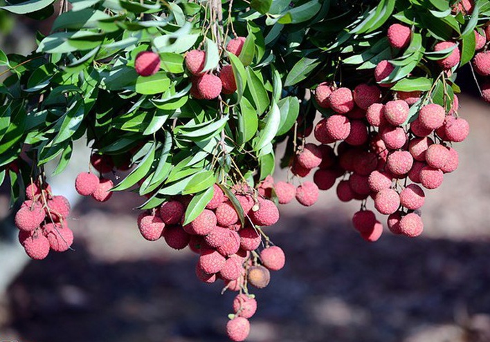 Mua vai chin nho ba hinh anh