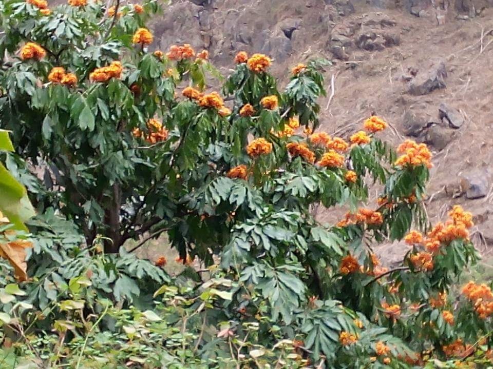 Nho mua hoa chien thang hinh anh