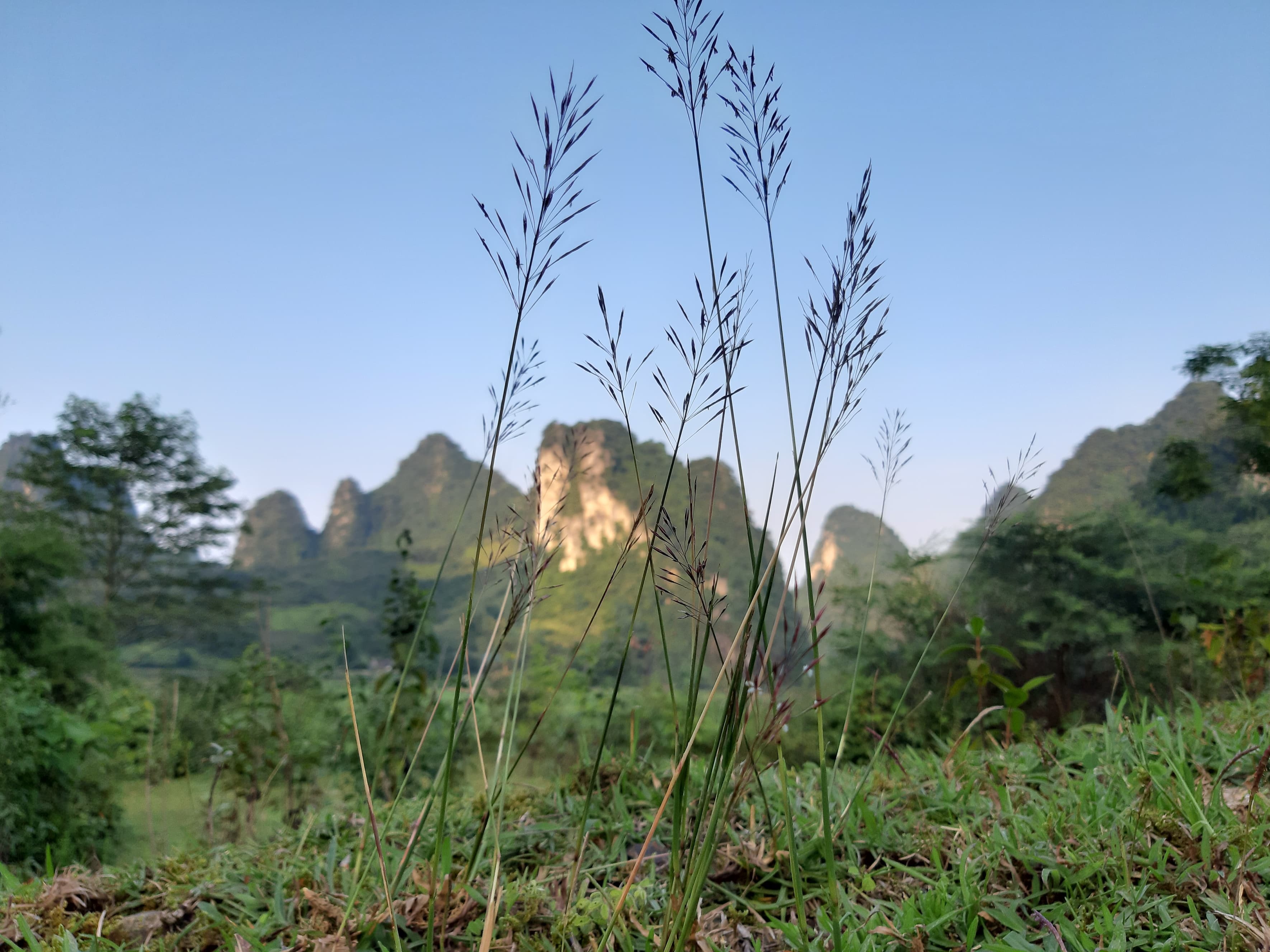 Chuyen tinh hoa co may hinh anh