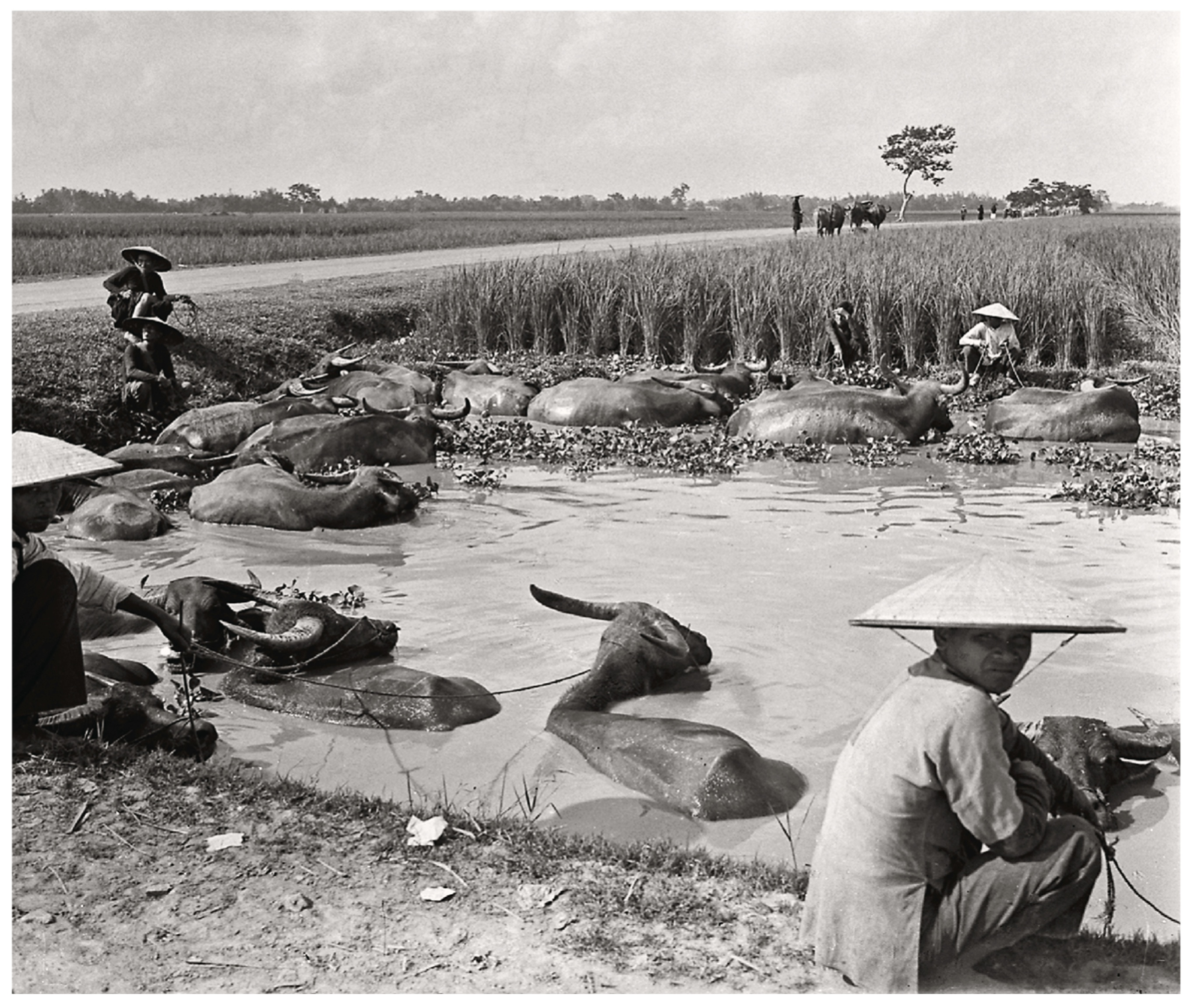 Ky uc Dong Duong anh 9