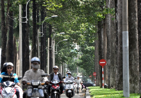 Con duong cay co thu hinh anh