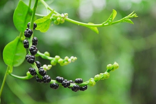 Rau hang rao hinh anh