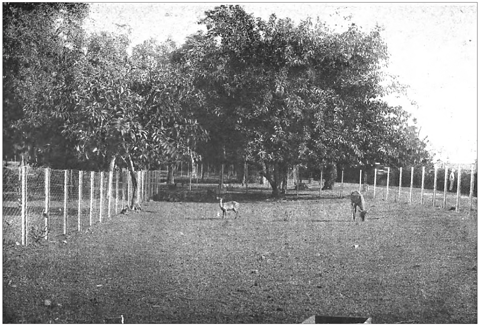 Sai Gon - Cho Lon xua anh 4