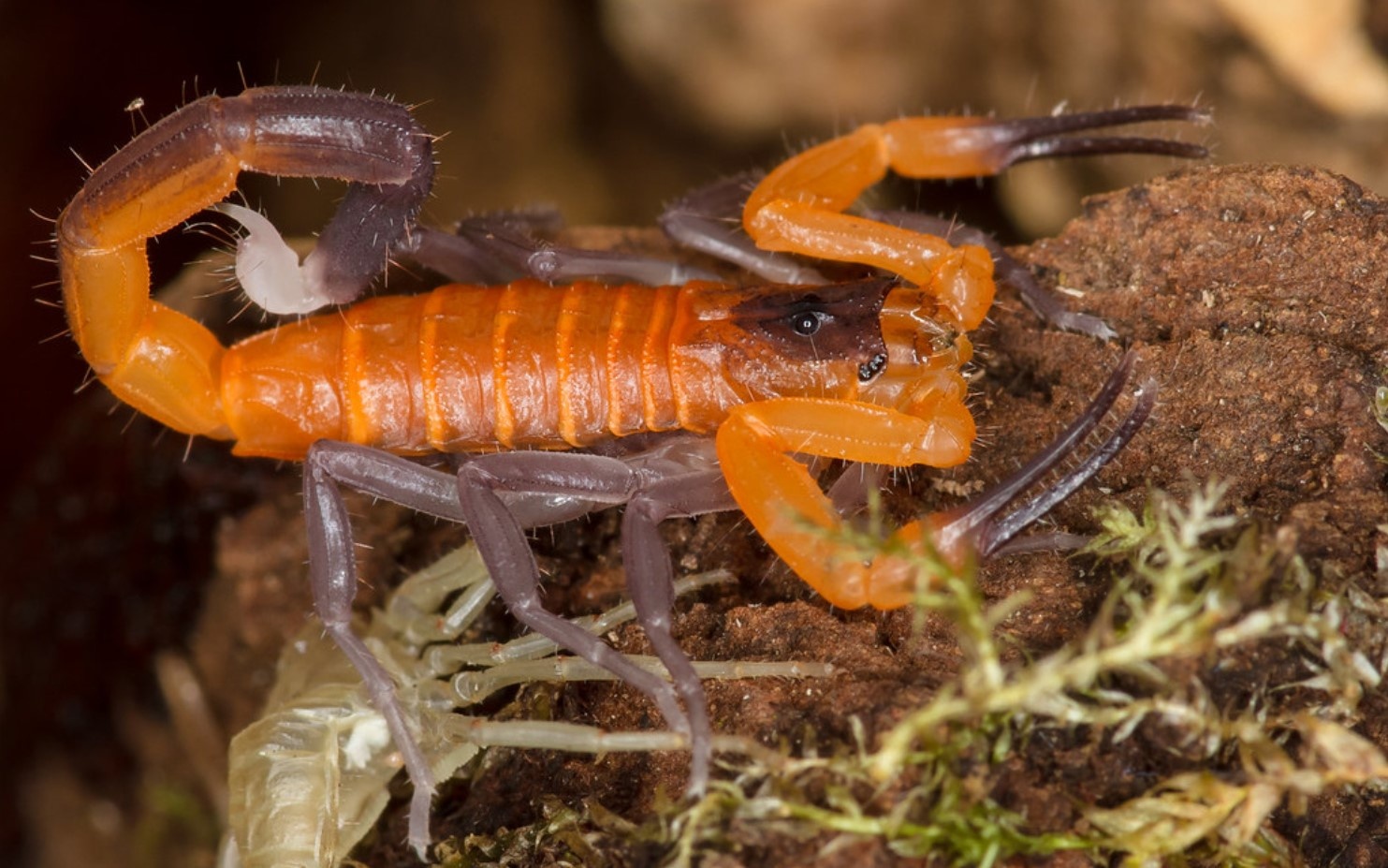 Noc bo cap xanh Cuba co the chua khoi ung thu? hinh anh