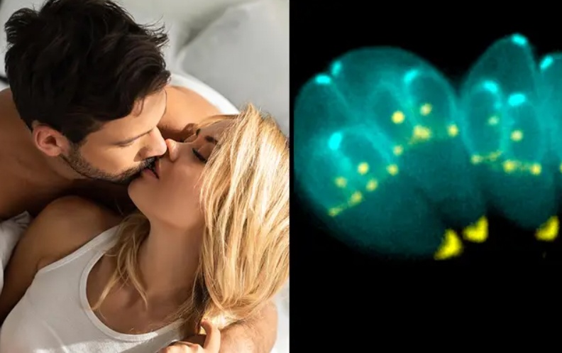 Tinh duc giup con nguoi vuot qua nhung cuoc dau tranh sinh ton hinh anh