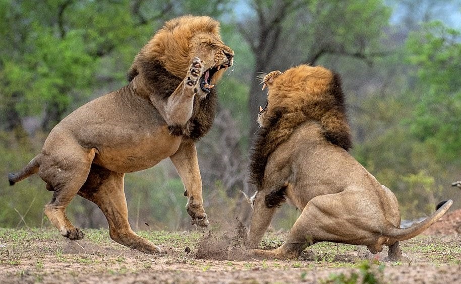 Tien hoa, chon loc gioi tinh va su canh tranh trong sinh san hinh anh