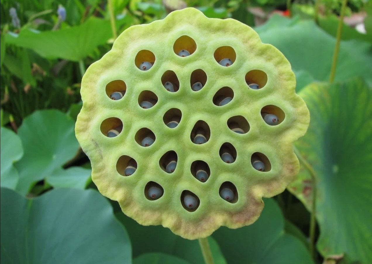 Nguon goc cua noi so hai va chung cuong loan hinh anh