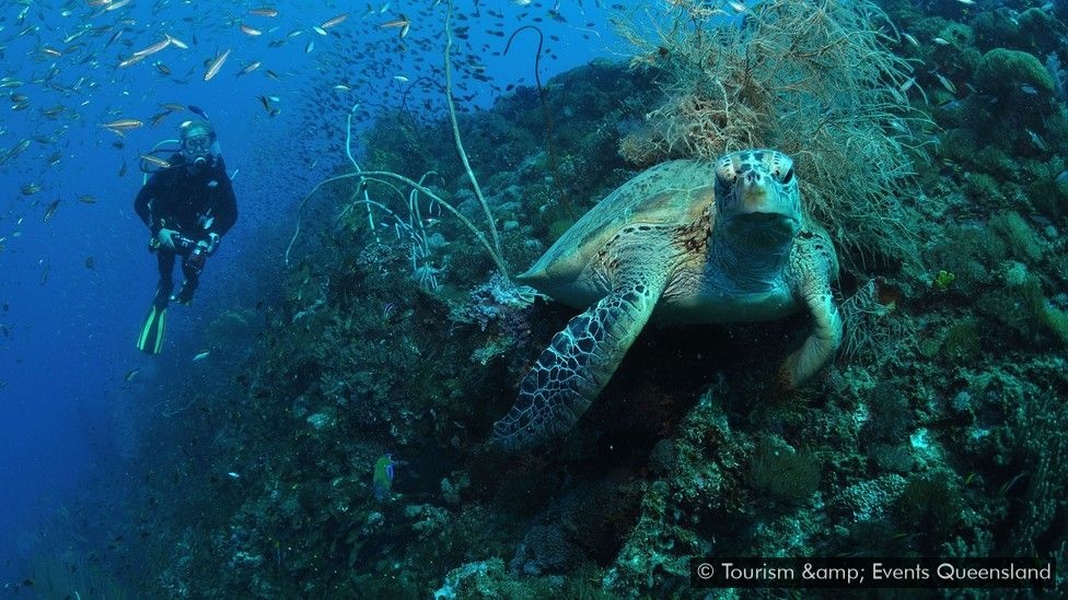 Yongala tro thanh diem lan thu hut. anh 1