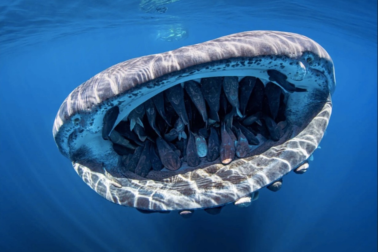 Qua trinh sinh san cua ca map voi anh 3