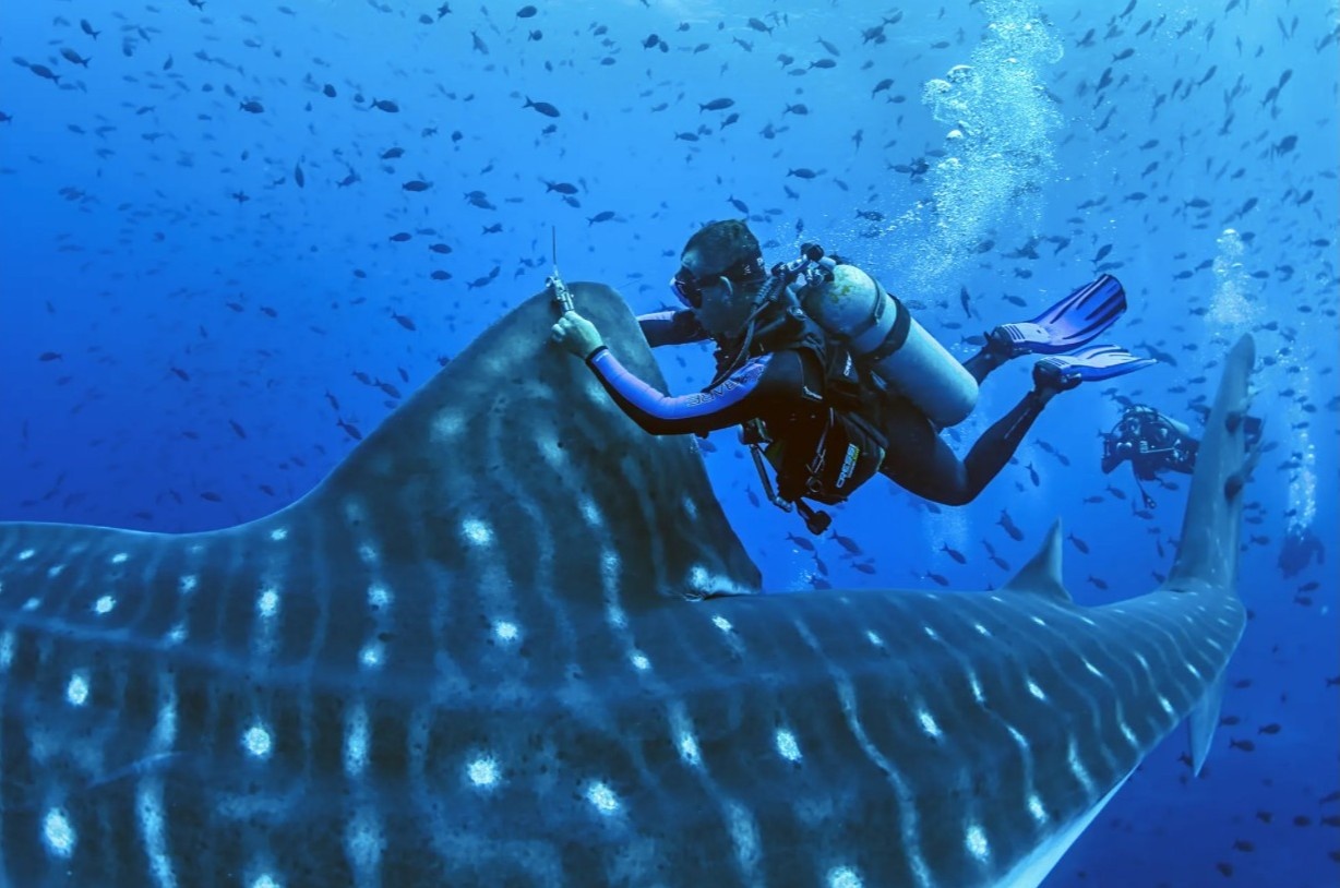 Qua trinh sinh san cua ca map voi anh 2