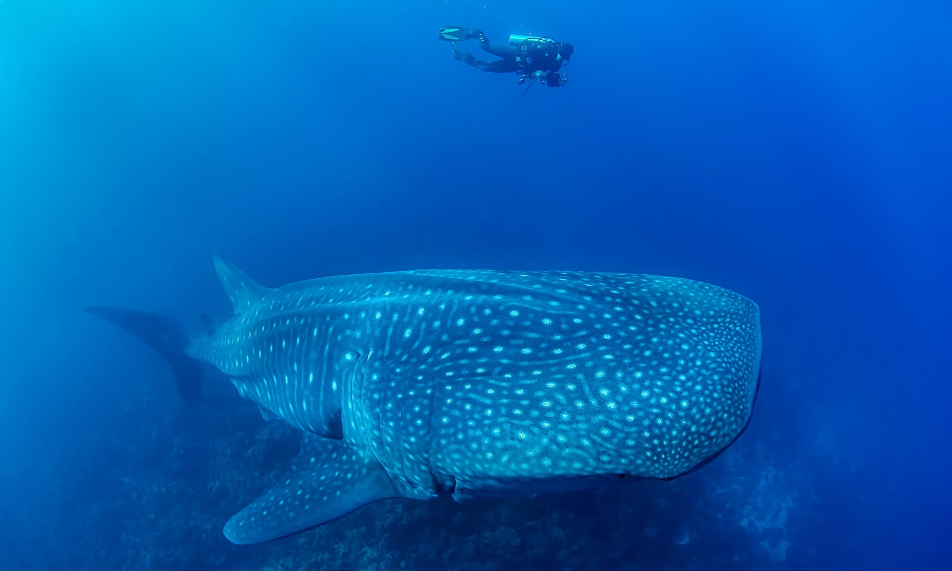 Bi an lon nhat dai duong - ca map voi khong lo sinh con the nao? hinh anh