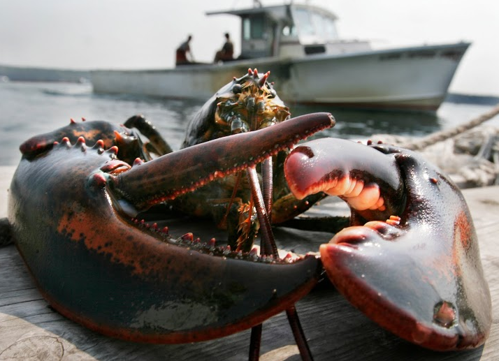 'Thu do tom hum' nuoc My khong so thieu hang, chi lo mat thi truong hinh anh