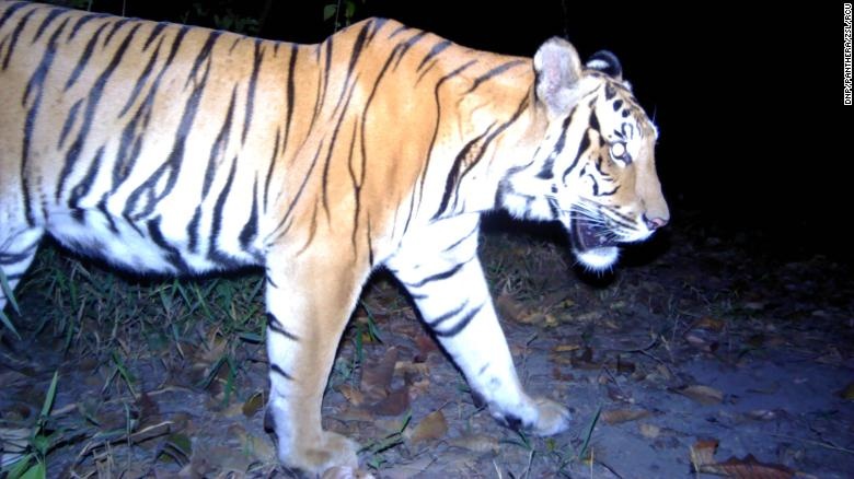 Ho quy xuat hien o Thai Lan lam nhen nhom hy vong phuc hoi hinh anh