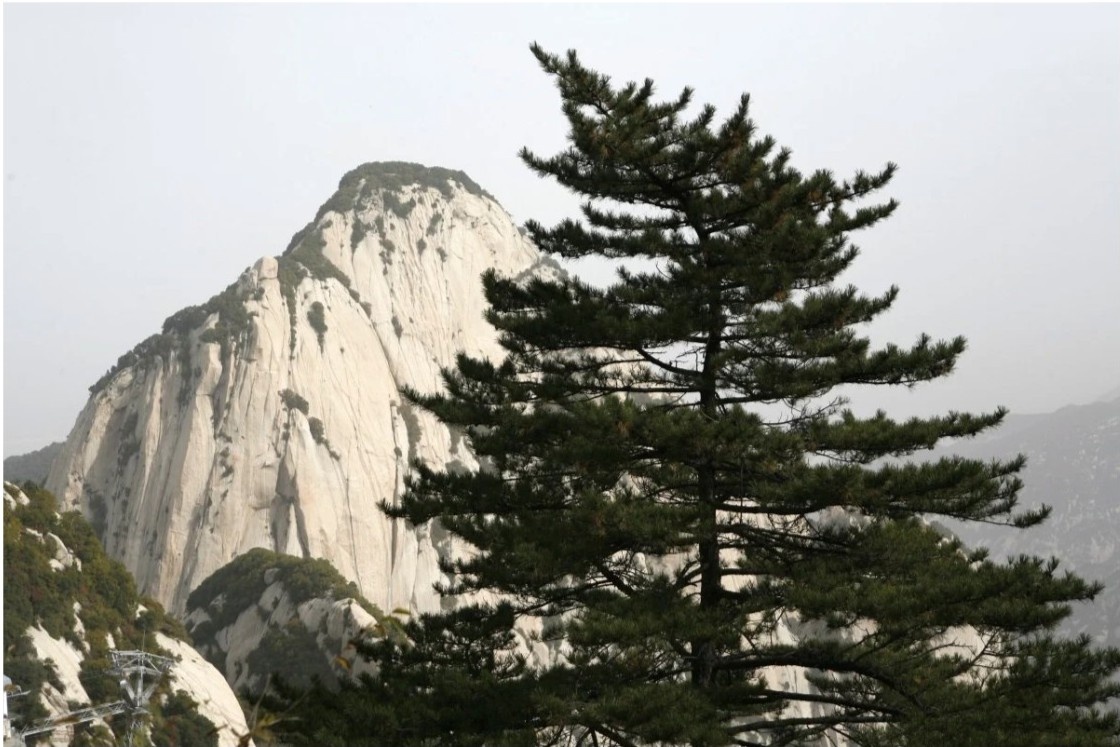 Tai sao thong dot ngot chet hang loat khap TQ vao nhung nam 1970? hinh anh