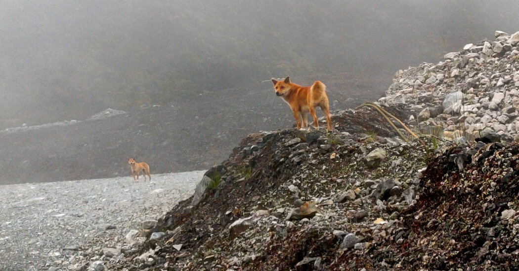 cho biet hat xuat hien lai anh 1